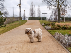 2026-03-15-09-21-34-GFX100S-II