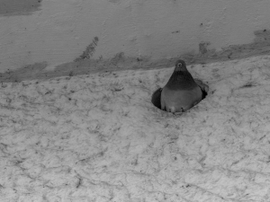 2026-03-15-09-29-36-GFX100S-II