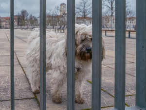 2026-03-15-09-42-39-GFX100S-II