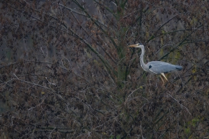 Nikon Z8 - f/6.3 - 1/1000s - 600mm