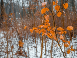 2026-02-08-09-20-02-NIKON-Z-8