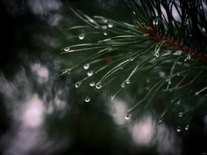 2026-02-08-09-32-26-NIKON-Z-8