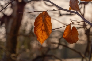 2026-02-15-09-31-30-X-H2