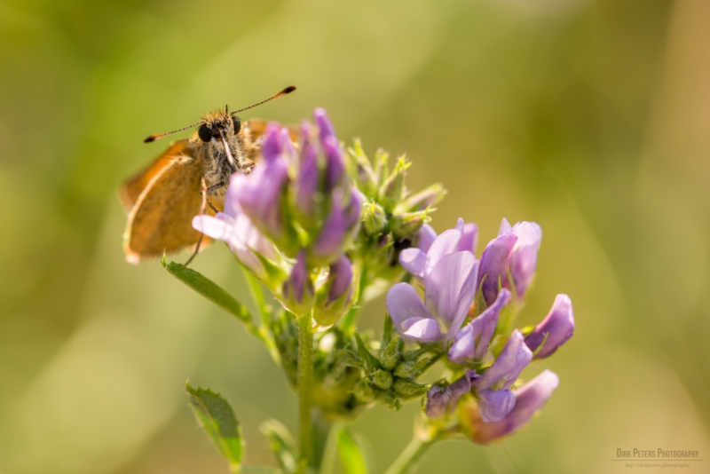 Nikon D800 f/8 1/125s ISO-100 105mm