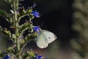 Nikon D800 f/8 1/200s ISO-100 105mm