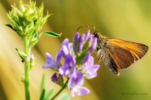 Nikon D800 f/7.1 1/320s ISO-100 105mm