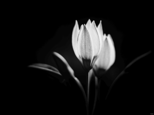 2026-04-02-18-58-33-NIKON-Z-f