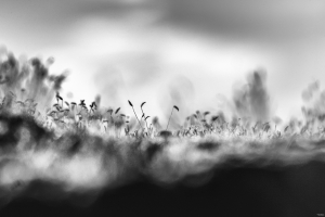 2026-05-18-18-30-11-NIKON-Z-8