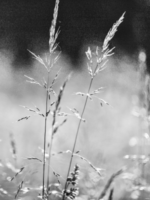 2026-05-31-08-46-20-NIKON-Z-8