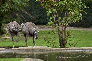 H020