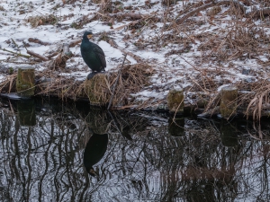 2026-02-05-14-13-30-GFX100S-II