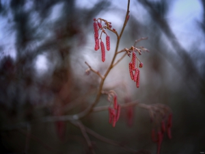 2026-02-05-14-14-27-GFX100S-II