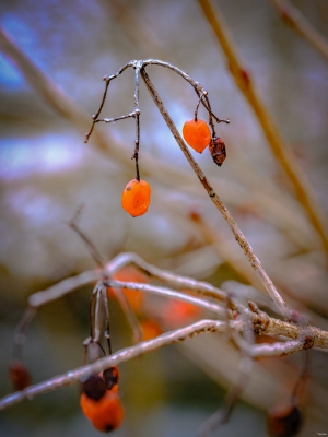 2026-02-05-14-15-49-GFX100S-II