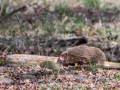 f/11 1/320s ISO-400 600mm