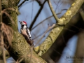 f/11 1/640s ISO-800 600mm