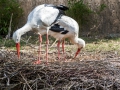f/13 1/250s ISO-400 190mm