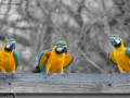 f/11 1/250s ISO-1000 600mm