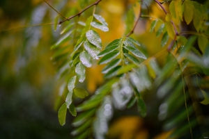 2026-10-18-09-19-26-NIKON-Z-8