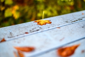 2026-10-18-09-57-05-NIKON-Z-8