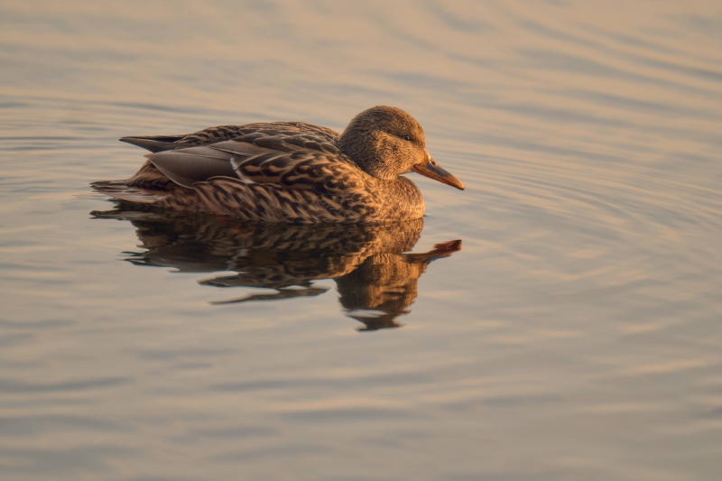 Nikon Z8 f/4 250mm 1/640s