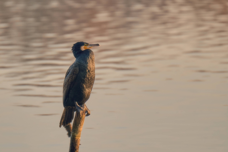 Nikon Z8 f/4 250mm 1/1000s