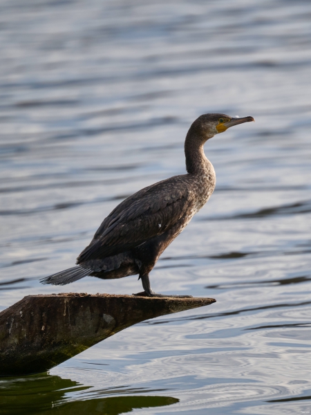 Kormoran