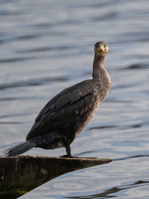 Kormoran