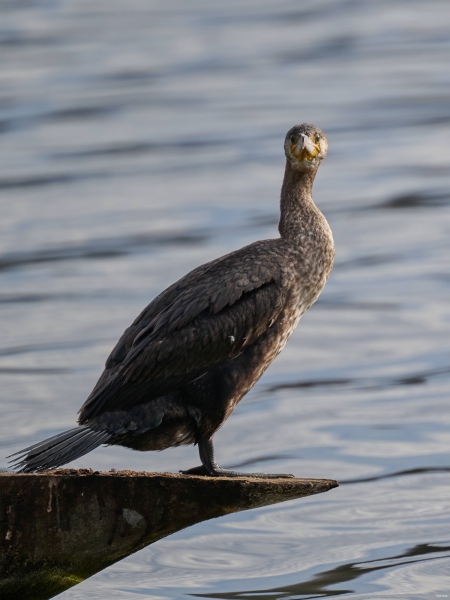 Kormoran