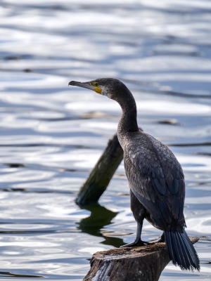 Kormoran