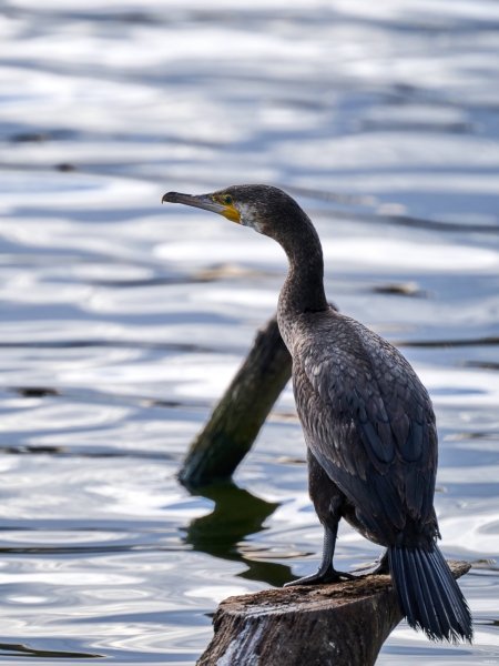 Kormoran