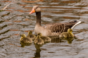 Nikon D800 f/8 1/400s ISO-2020 300mm