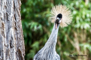 f/11 1/100s ISO-450 380mm