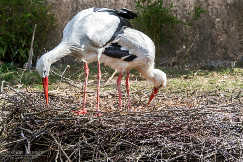 f/13 1/250s ISO-400 190mm