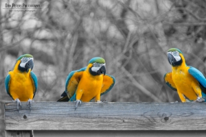 f/11 1/250s ISO-1000 600mm