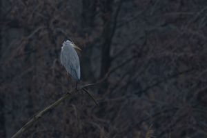 Nikon Z8 - f/6.3 - 1/1000s - 600mm