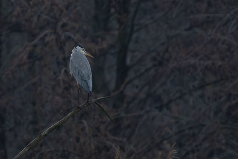 Nikon Z8 - f/6.3 - 1/1000s - 600mm