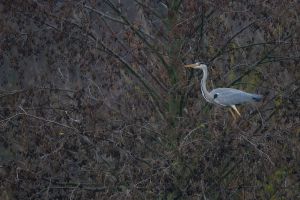 Nikon Z8 - f/6.3 - 1/1000s - 600mm