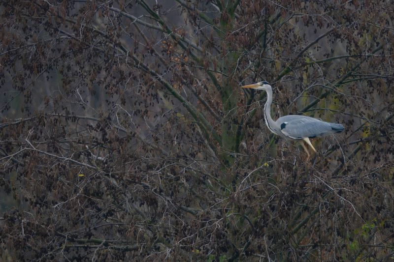 Nikon Z8 - f/6.3 - 1/1000s - 600mm