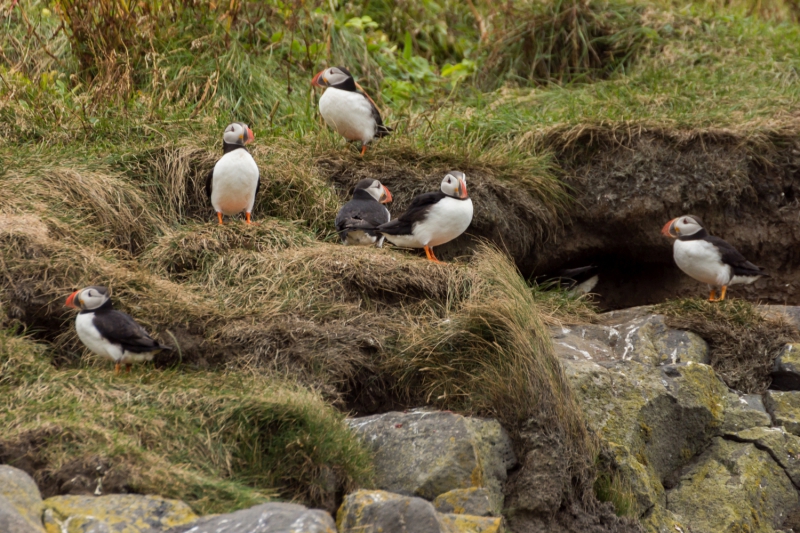 Puffin
