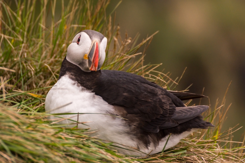 Puffin