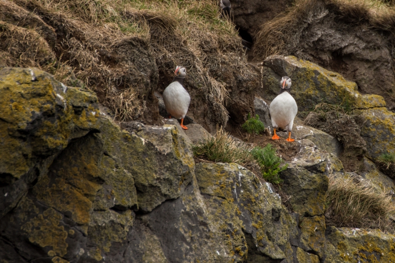 Puffin