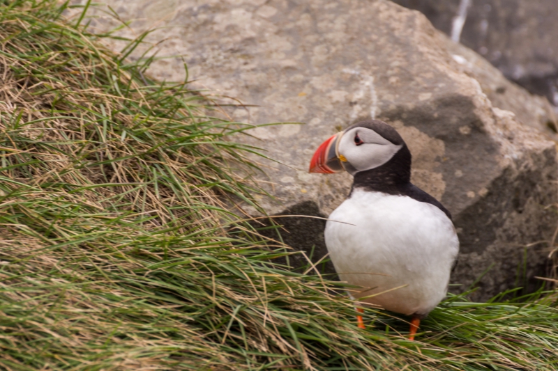 Puffin