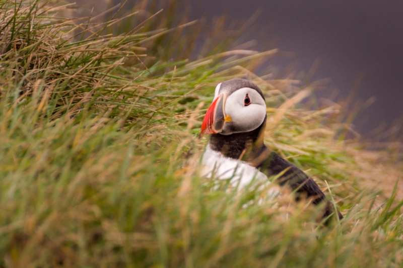 Puffin