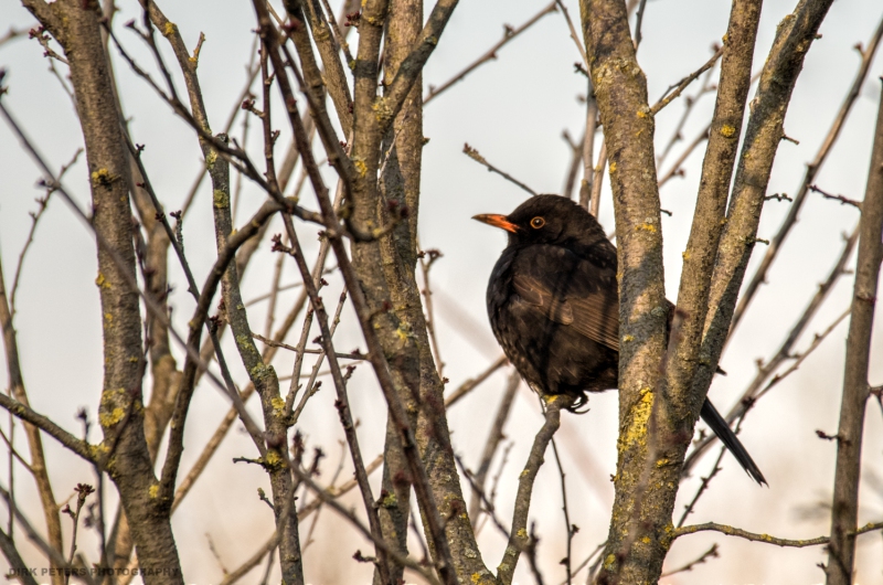 Pentax K-50 f/8 1/400s ISO-320 250mm