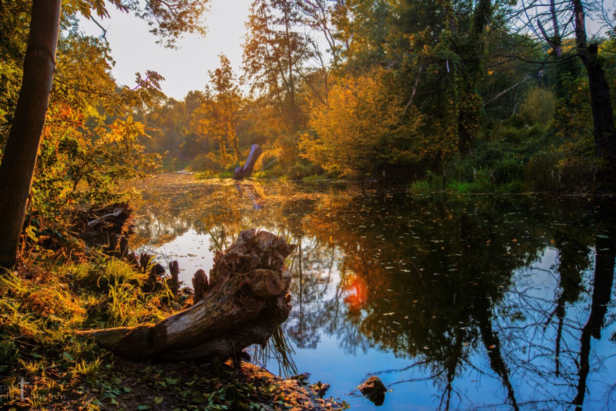 Goldener Herbst 2014