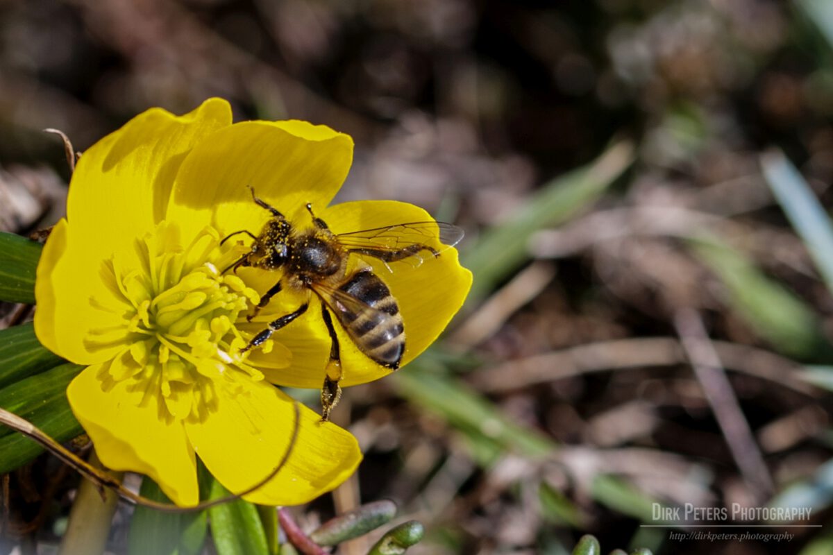 Insekten