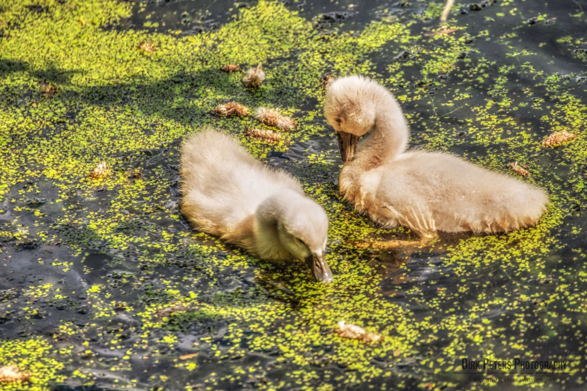 Jeden Tag ein Bild – Tag 155
