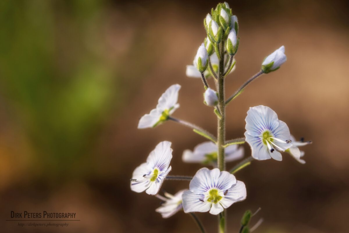 Blume gesucht!