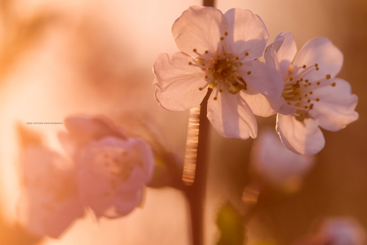 Kirschblüte