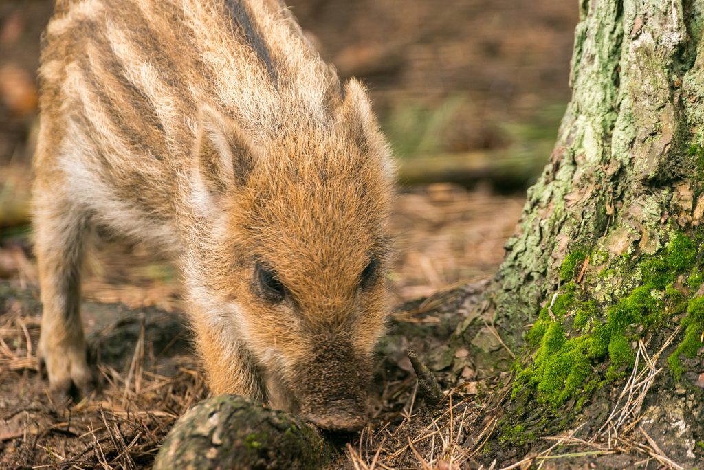 Tierpark Kunterspring